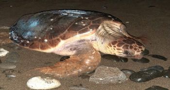 Türkiye’de Caretta Caretta Dostu Kumsallarıyla Ünlü Mersin Sahillerimiz